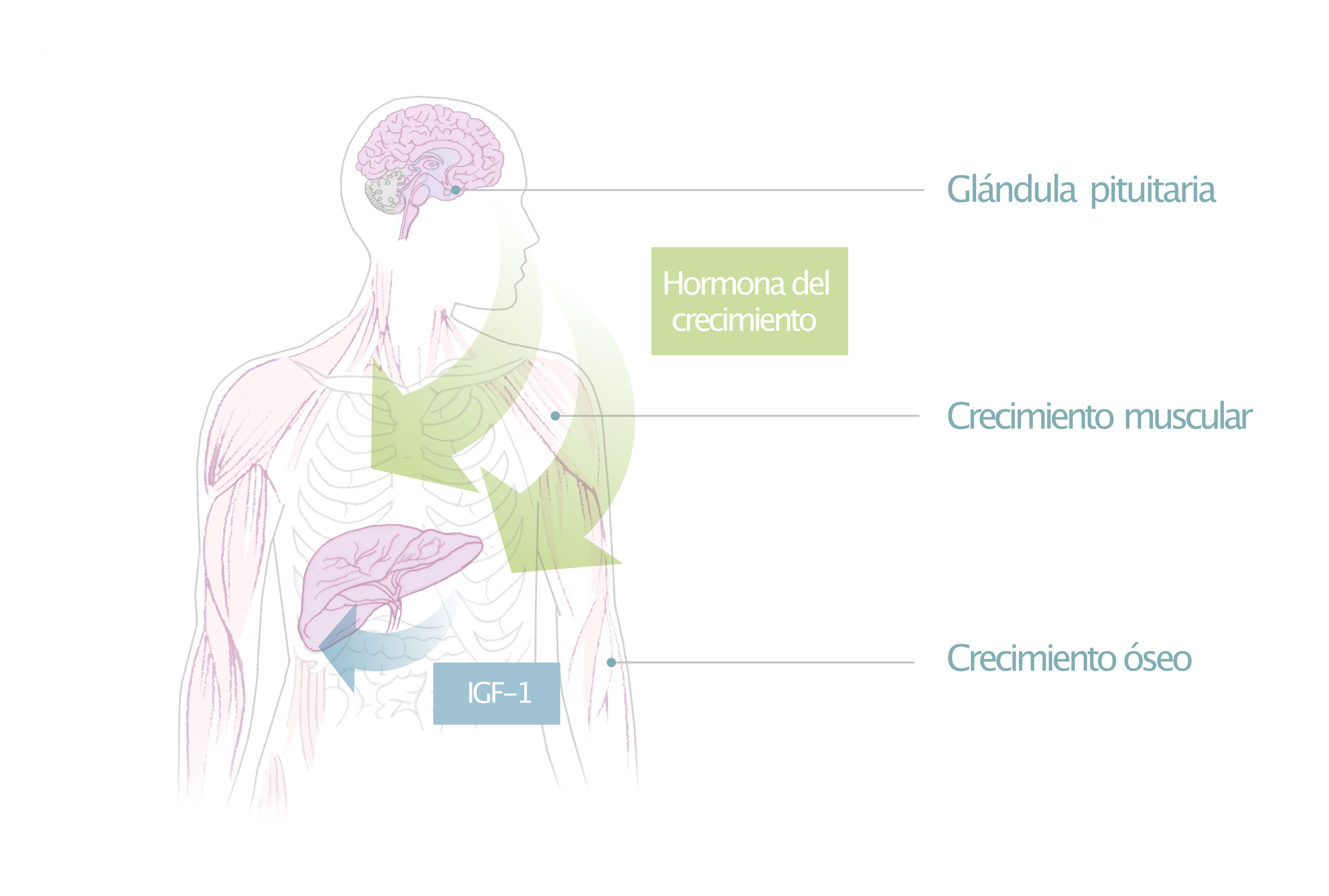 06 Open Access Illustrations for web ES
